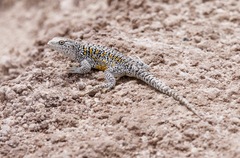 Liolaemus chiliensis