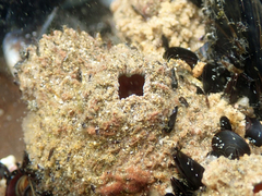 Pyura