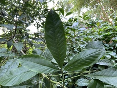 Melicope semecarpifolia