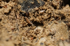 Entomobryoidea