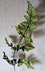 Cheilanthes tenuifolia