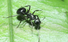 Polyrhachis moesta