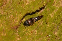 Sepedophilus