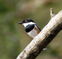 Batis capensis