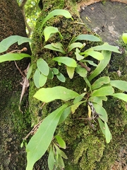 Pleopeltis macrocarpa