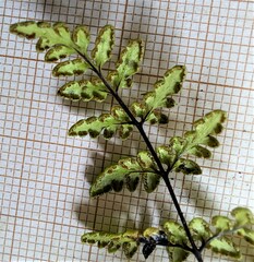 Cheilanthes tenuifolia