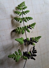 Cheilanthes tenuifolia