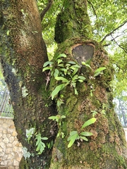 Pleopeltis macrocarpa