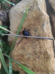 Timarcha tenebricosa