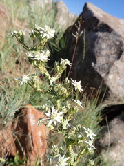 Alepidea setifera