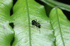 Polyrhachis moesta