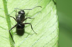 Polyrhachis moesta