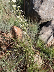 Alepidea setifera