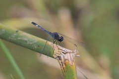 Erythrodiplax nigricans