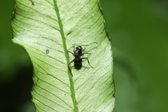 Polyrhachis moesta