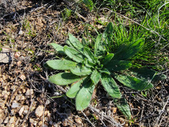 Pholistoma auritum arizonicum