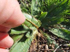 Pholistoma auritum arizonicum