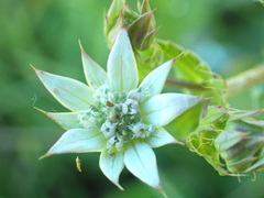 Alepidea setifera