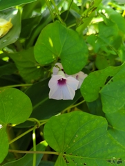 Ipomoea tiliacea
