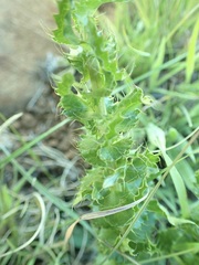 Alepidea setifera