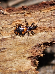 Neohavinthus pentatomus