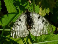 Parnassius mnemosyne