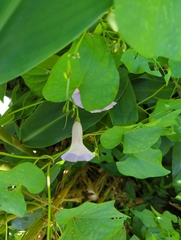Ipomoea tiliacea