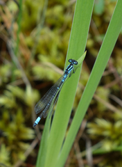Coenagrion glaciale