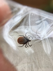 Ixodes ricinus