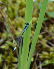 Coenagrion glaciale