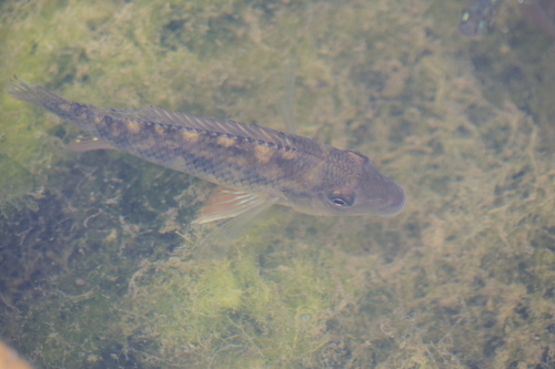 Southern eartheater (Gymnogeophagus australis) — Cichlidae — 4