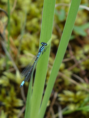 Coenagrion glaciale