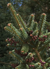 Abies pinsapo