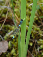 Coenagrion glaciale