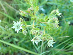 Alepidea setifera