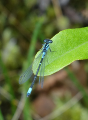 Coenagrion glaciale