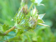 Alepidea setifera