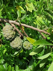 Annona