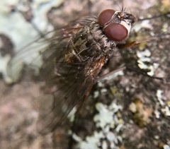 Diptera