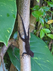 Anolis cristatellus