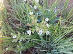 Alepidea setifera