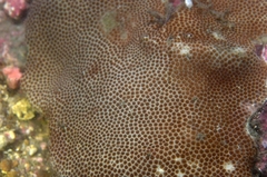 Stephanocoenia intersepta