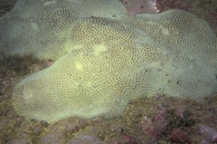 Stephanocoenia intersepta