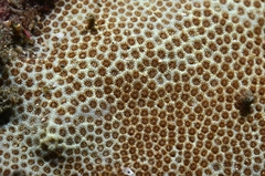 Stephanocoenia intersepta