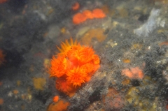 Tubastraea coccinea