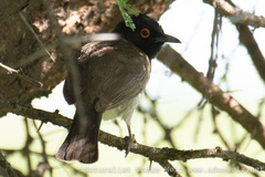 Pycnonotus nigricans