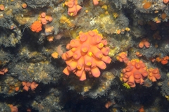 Tubastraea coccinea