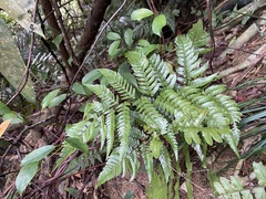Dryopteris sordidipes