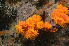 Tubastraea coccinea