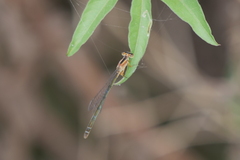 Ischnura capreolus